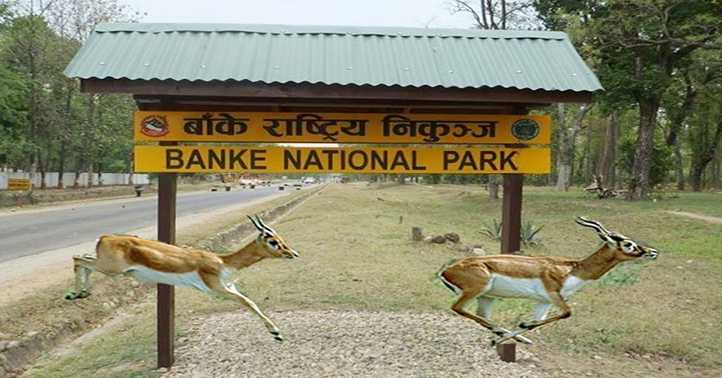Banke